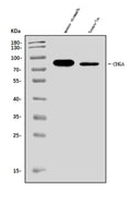 Anti-Chromogranin A/Chga Antibody Picoband®