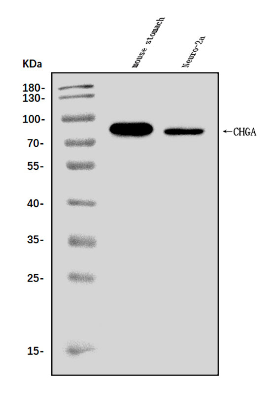 Anti-Chromogranin A/Chga Antibody Picoband®