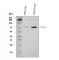 Anti-Chromogranin A/Chga Antibody Picoband®