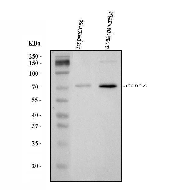 Anti-Chromogranin A/Chga Antibody Picoband®
