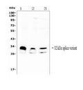 Anti-FHL FHL1 Antibody Picoband®