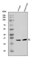 Anti-FHL1 Antibody Picoband®