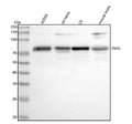 Anti-Melanoma gp100/PMEL Antibody Picoband®