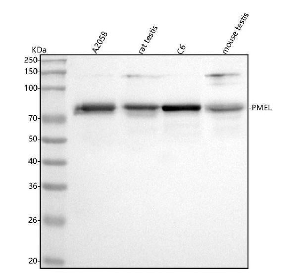 Anti-Melanoma gp100/PMEL Antibody Picoband®