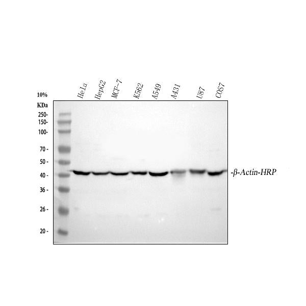 Anti-beta-Actin ACTB Antibody Picoband® (HRP)