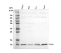 Anti-Diazepam Binding Inhibitor/DBI Antibody Picoband®
