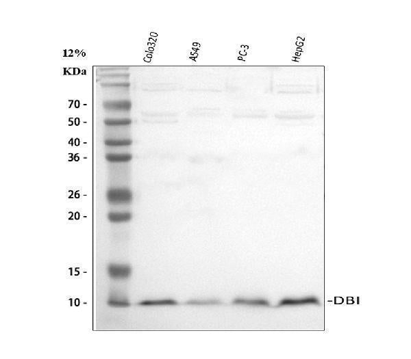Anti-Diazepam Binding Inhibitor/DBI Antibody Picoband®