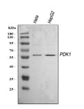 Anti-Mitochondrial Pyruvate dehydrogenase kinase 1/PDK1 Antibody Picoband®