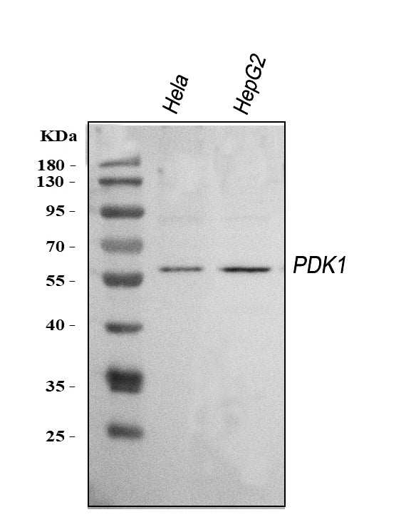 Anti-Mitochondrial Pyruvate dehydrogenase kinase 1/PDK1 Antibody Picoband®