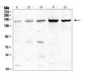 Anti-TIE2/TEK Antibody Picoband®