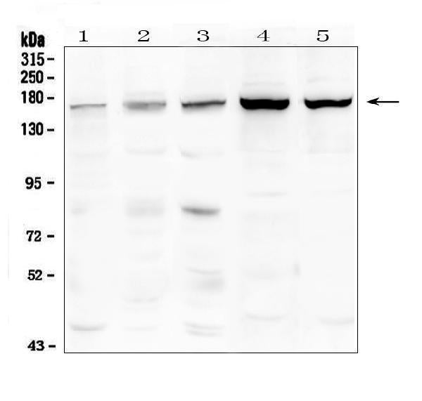 Anti-TIE2/TEK Antibody Picoband®