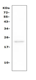 Anti-TAPA1/CD81 Antibody Picoband®