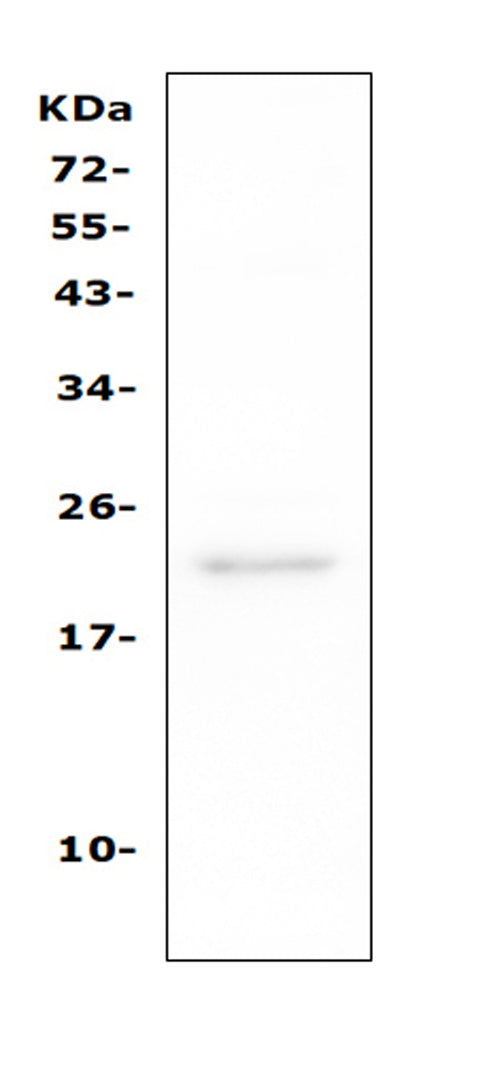 Anti-TAPA1/CD81 Antibody Picoband®