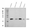 Anti-TAPA1/Cd81 Antibody Picoband®