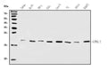 Anti-SUMO2/3 Antibody Picoband®