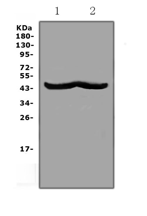 Anti-CHI3L1 Antibody Picoband®