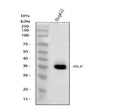 Anti-HLF Antibody Picoband®