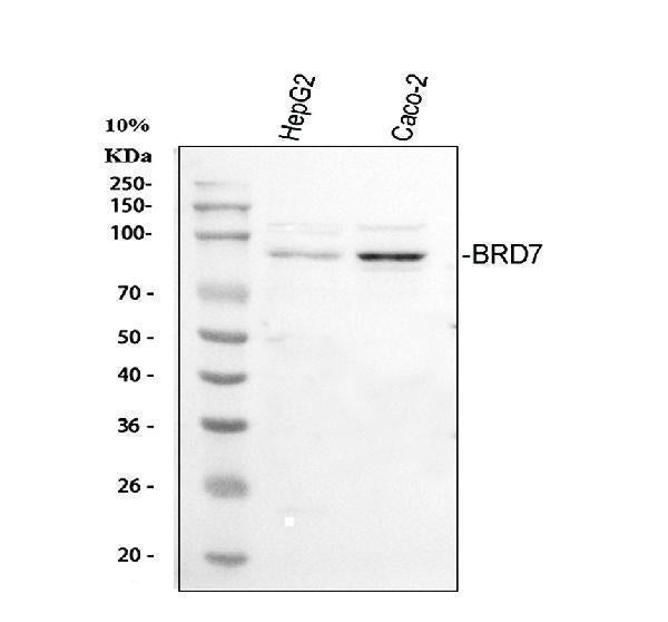 Anti-BRD7 Antibody Picoband®