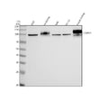 Anti-UMOD Antibody Picoband®