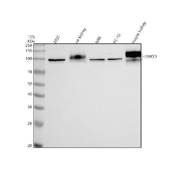 Anti-UMOD Antibody Picoband®