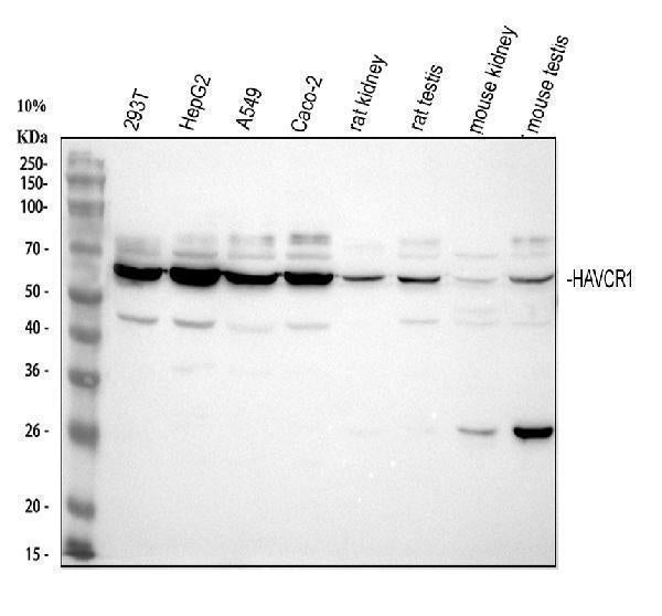 Anti-TIM 1/HAVCR1 Antibody Picoband®