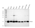 Anti-Cyclophilin A/PPIA Antibody Picoband®