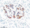 Anti-ZNT8/SLC30A Antibody