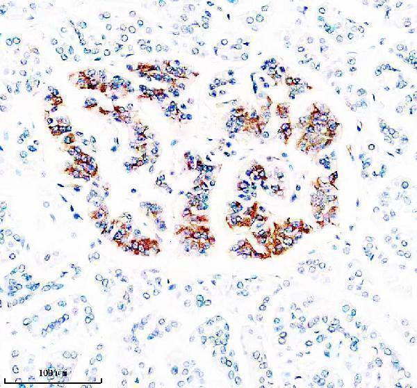 Anti-ZNT8/SLC30A Antibody