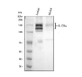 Anti-L17A Receptor/IL17RA Antibody Picoband®
