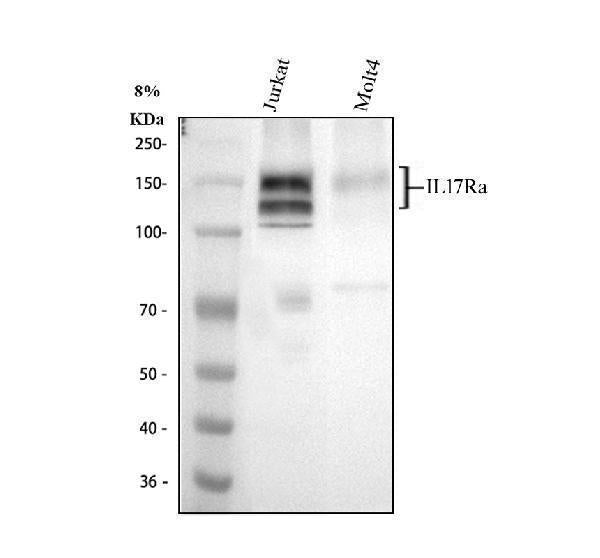 Anti-L17A Receptor/IL17RA Antibody Picoband®