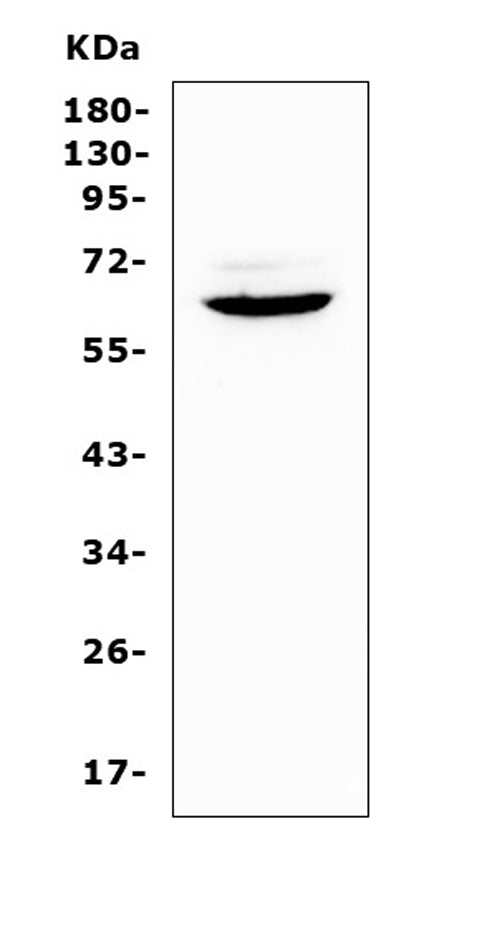 Anti-Heparanase 1/Hpse Antibody Picoband®