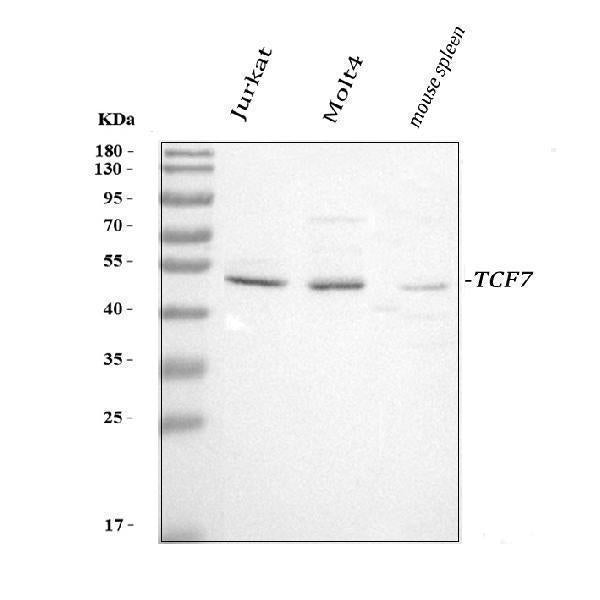 Anti-TCF7 Antibody Picoband®
