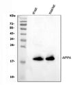 Anti-ANP/Nppa Antibody Picoband®