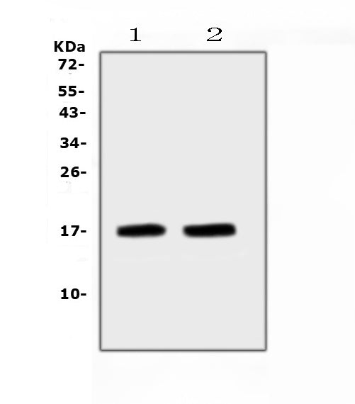 Anti-ANP/Nppa Antibody Picoband®