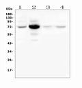 Anti-WEE1 Antibody Picoband®