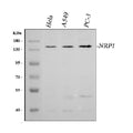 Anti-Neuropilin 1/NRP1 Antibody Picoband®