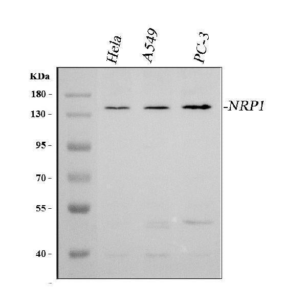 Anti-Neuropilin 1/NRP1 Antibody Picoband®