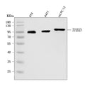 Anti-Thrombomodulin/THBD Antibody Picoband®