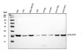 Anti-GOLPH3 Antibody Picoband®