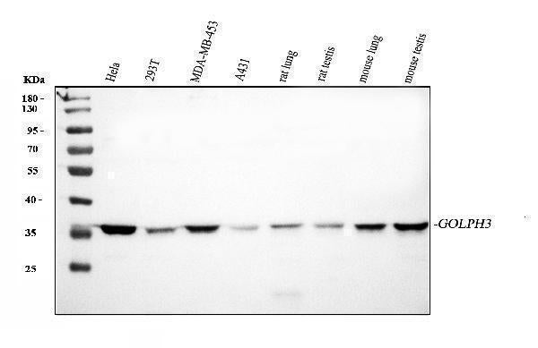 Anti-GOLPH3 Antibody Picoband®