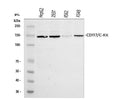 Anti-c-Kit/Kit Antibody Picoband®