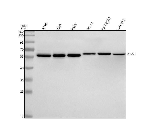 Anti-ALADIN/AAAS Antibody Picoband®
