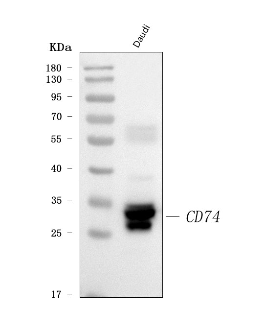 Anti-CD74 Antibody Picoband®