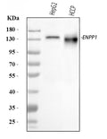 Anti-ENPP1/PC1 Antibody Picoband®