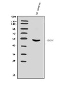 Anti-Cdc25c Antibody Picoband®