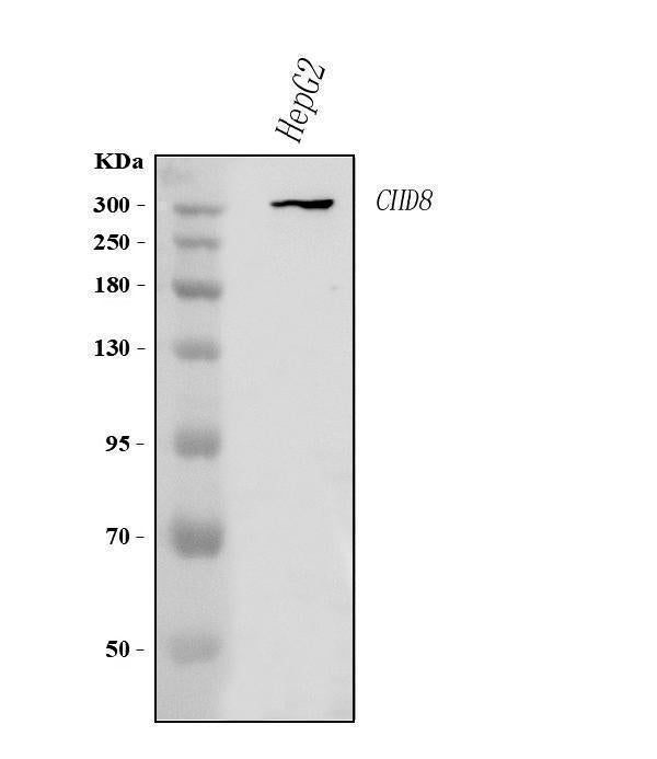 Anti-CHD8 Antibody Picoband®