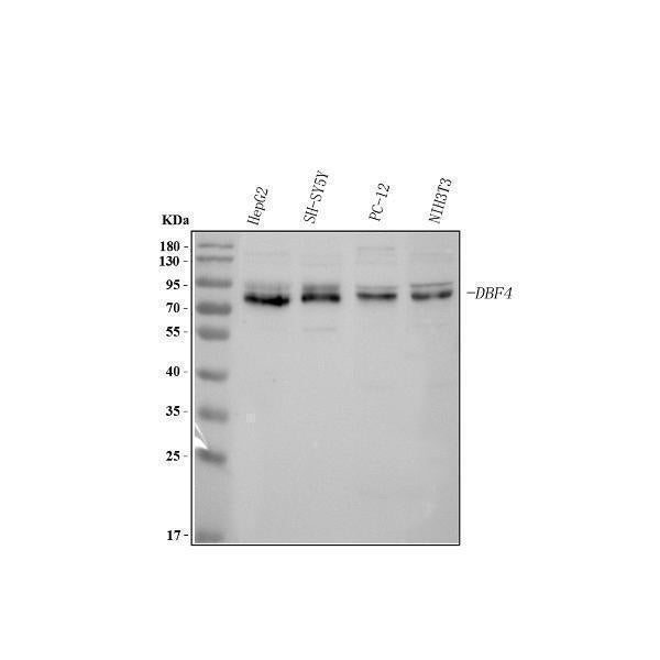 Anti-DBF4 Antibody Picoband®