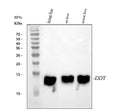 Anti-DDT Antibody Picoband®