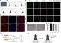 Anti-Cytokeratin 18/KRT18 Antibody Picoband®
