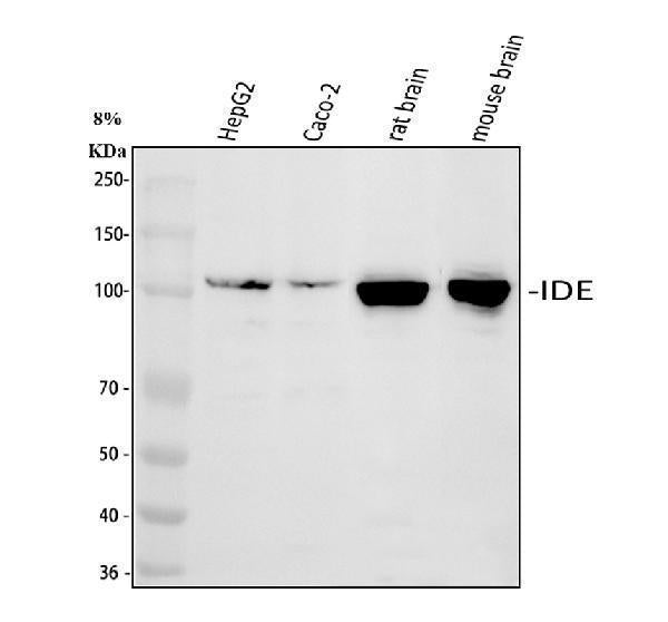 Anti-Insulin degrading enzyme/IDE Antibody Picoband®